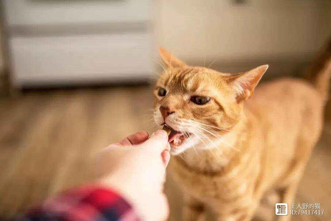 猫吃不吃火腿肠-猫吃不吃火腿肠的原因