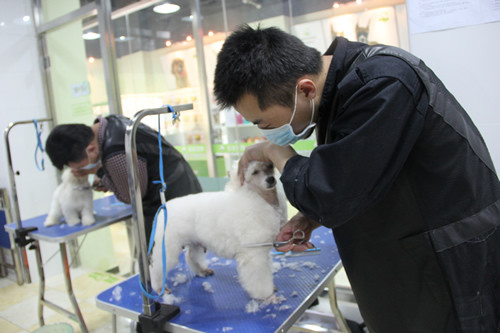杭州宠物美容-杭州宠物美容师培训学校