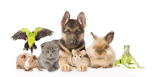 宠物和动物-宠物和动物的区别