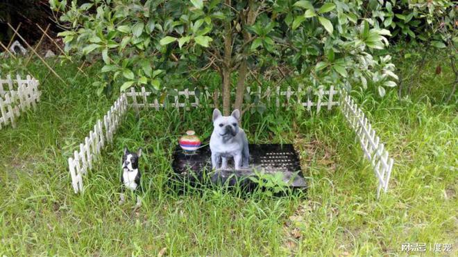 宠物如何树葬-宠物树葬风险评估