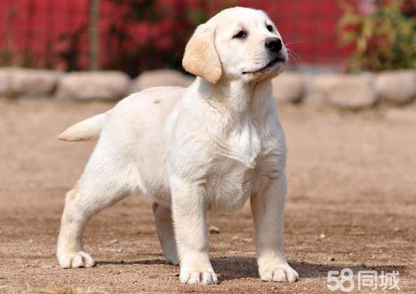 上海拉布拉多犬-上海地区拉布拉多幼犬价格多少钱一只