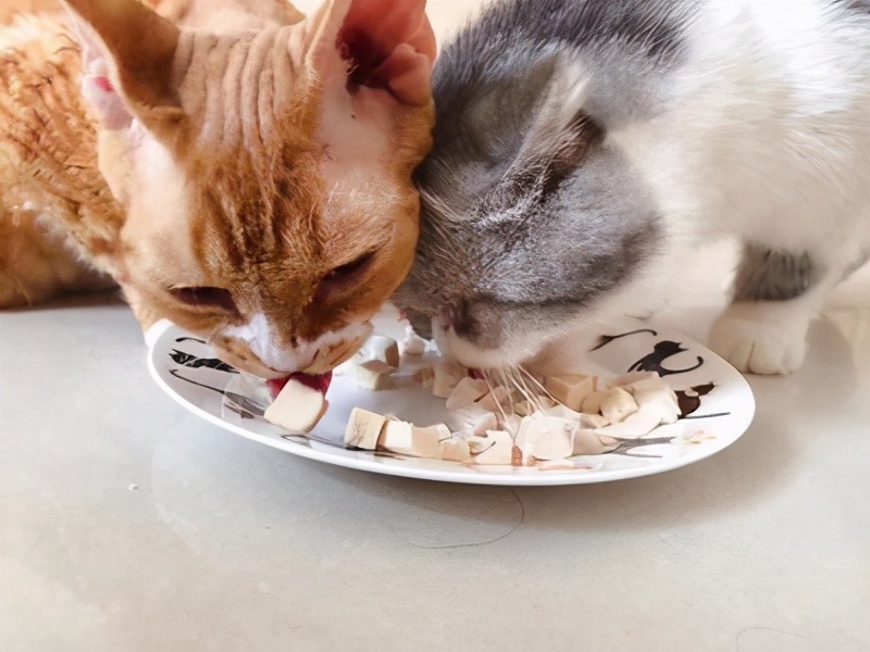 猫能吃虾吗-猫能吃虾皮吗
