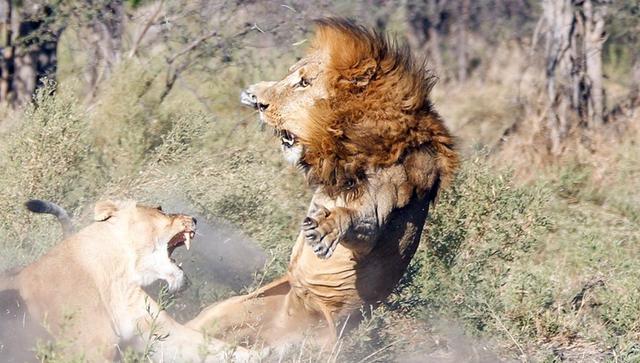 老虎为什么怕狮子-老虎为什么怕狮子?